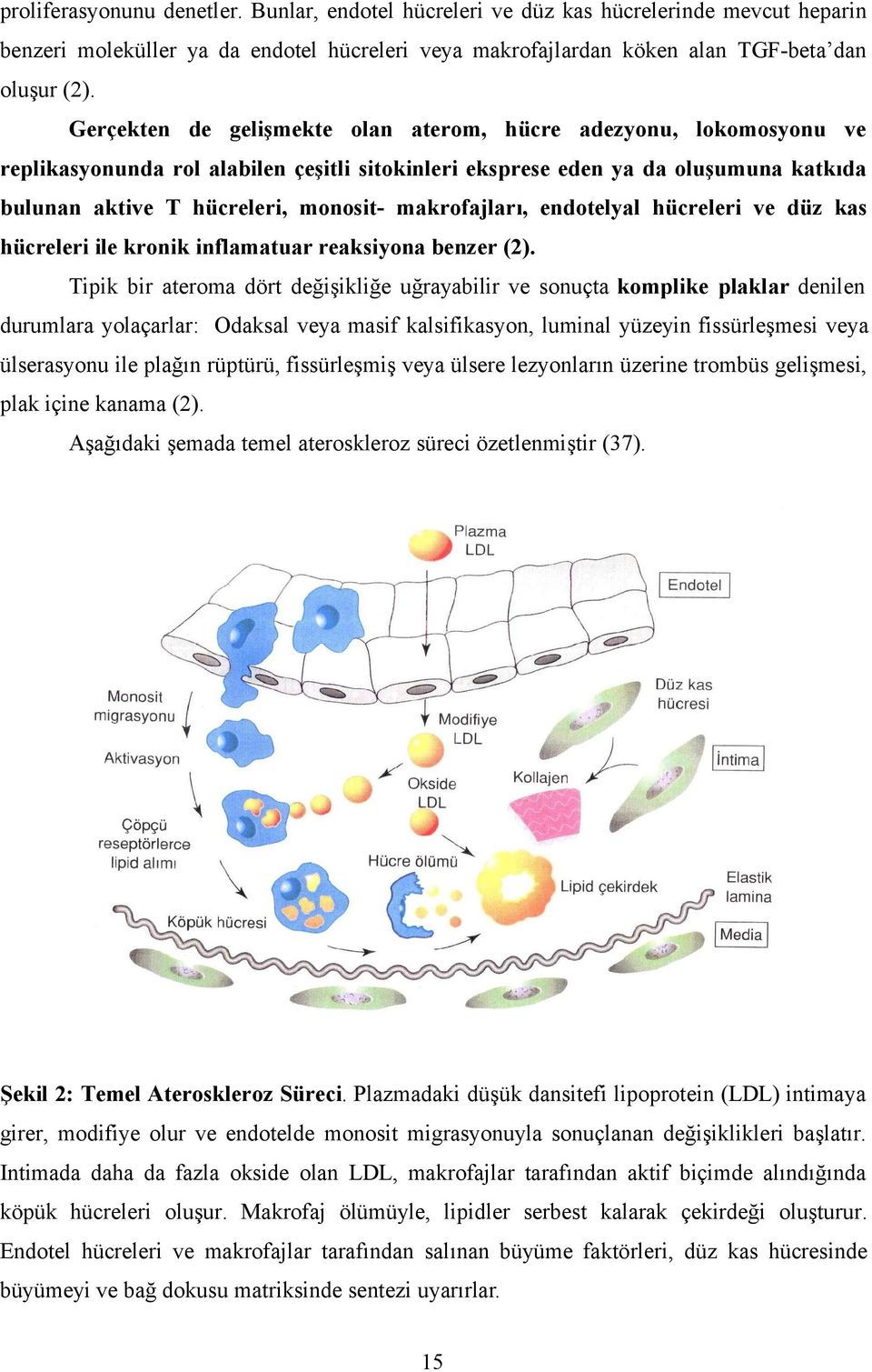 makrofajları, endotelyal hücreleri ve düz kas hücreleri ile kronik inflamatuar reaksiyona benzer (2).