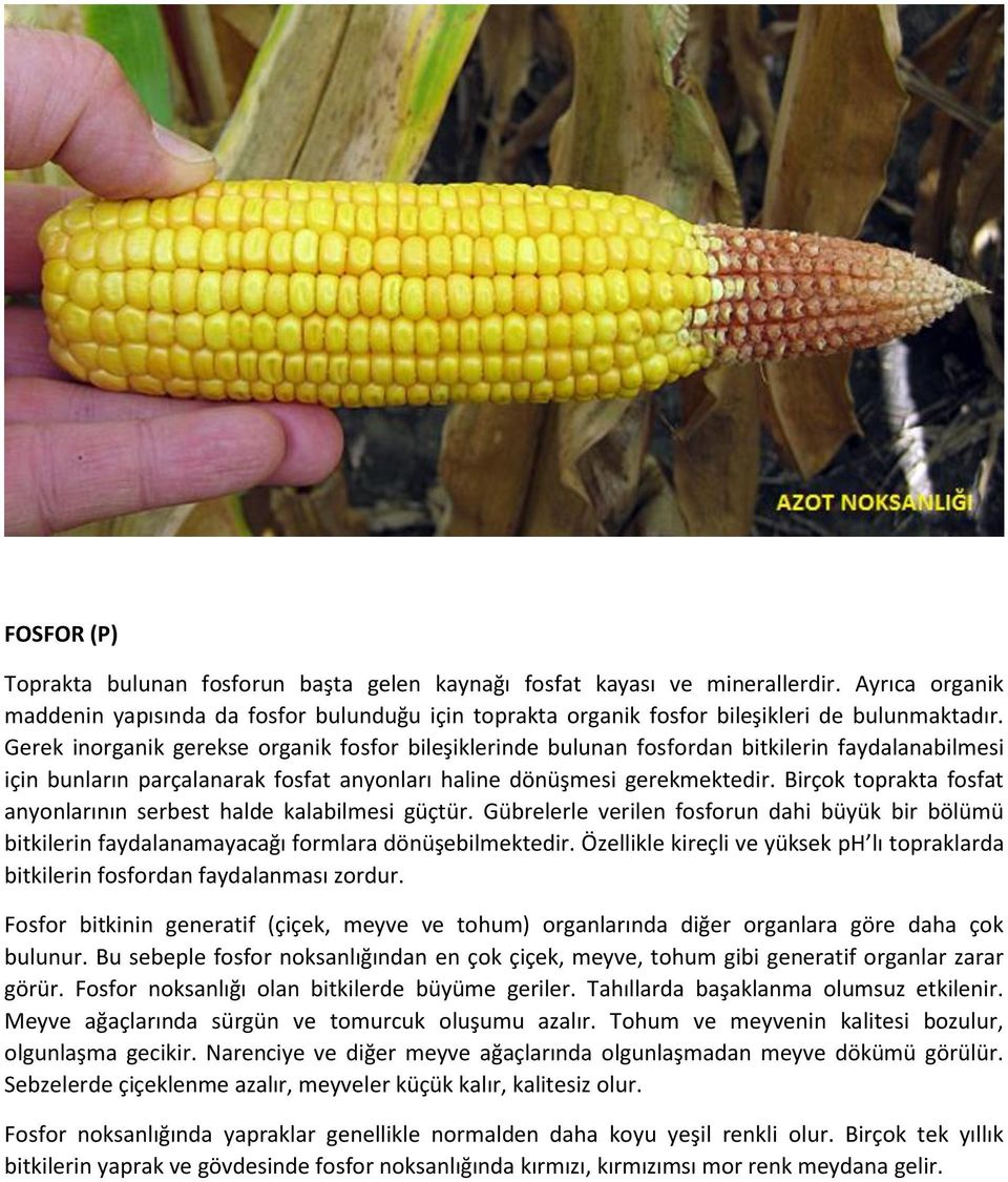 Gerek inorganik gerekse organik fosfor bileşiklerinde bulunan fosfordan bitkilerin faydalanabilmesi için bunların parçalanarak fosfat anyonları haline dönüşmesi gerekmektedir.