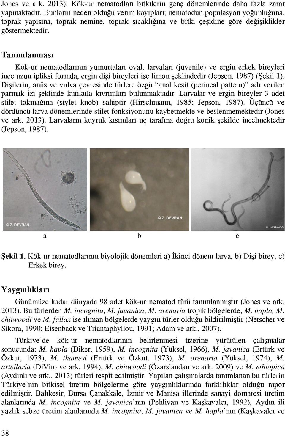 Tanımlanması Kök-ur nematodlarının yumurtaları oval, larvaları (juvenile) ve ergin erkek bireyleri ince uzun ipliksi formda, ergin dişi bireyleri ise limon şeklindedir (Jepson, 1987) (Şekil 1).