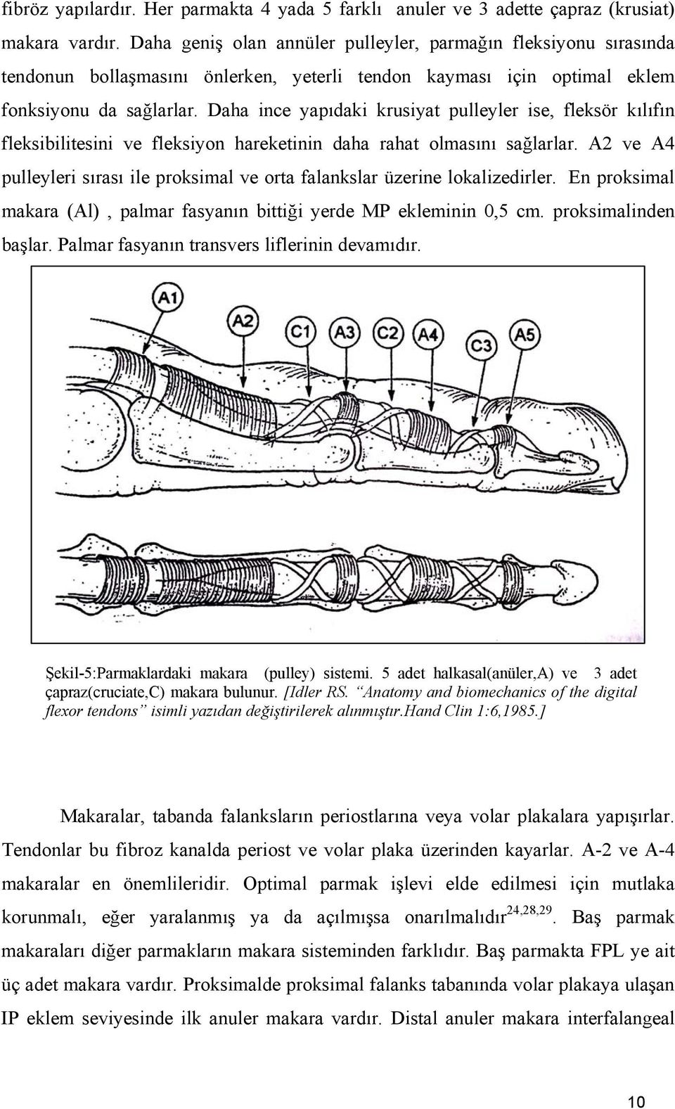 Daha ince yapıdaki krusiyat pulleyler ise, fleksör kılıfın fleksibilitesini ve fleksiyon hareketinin daha rahat olmasını sağlarlar.