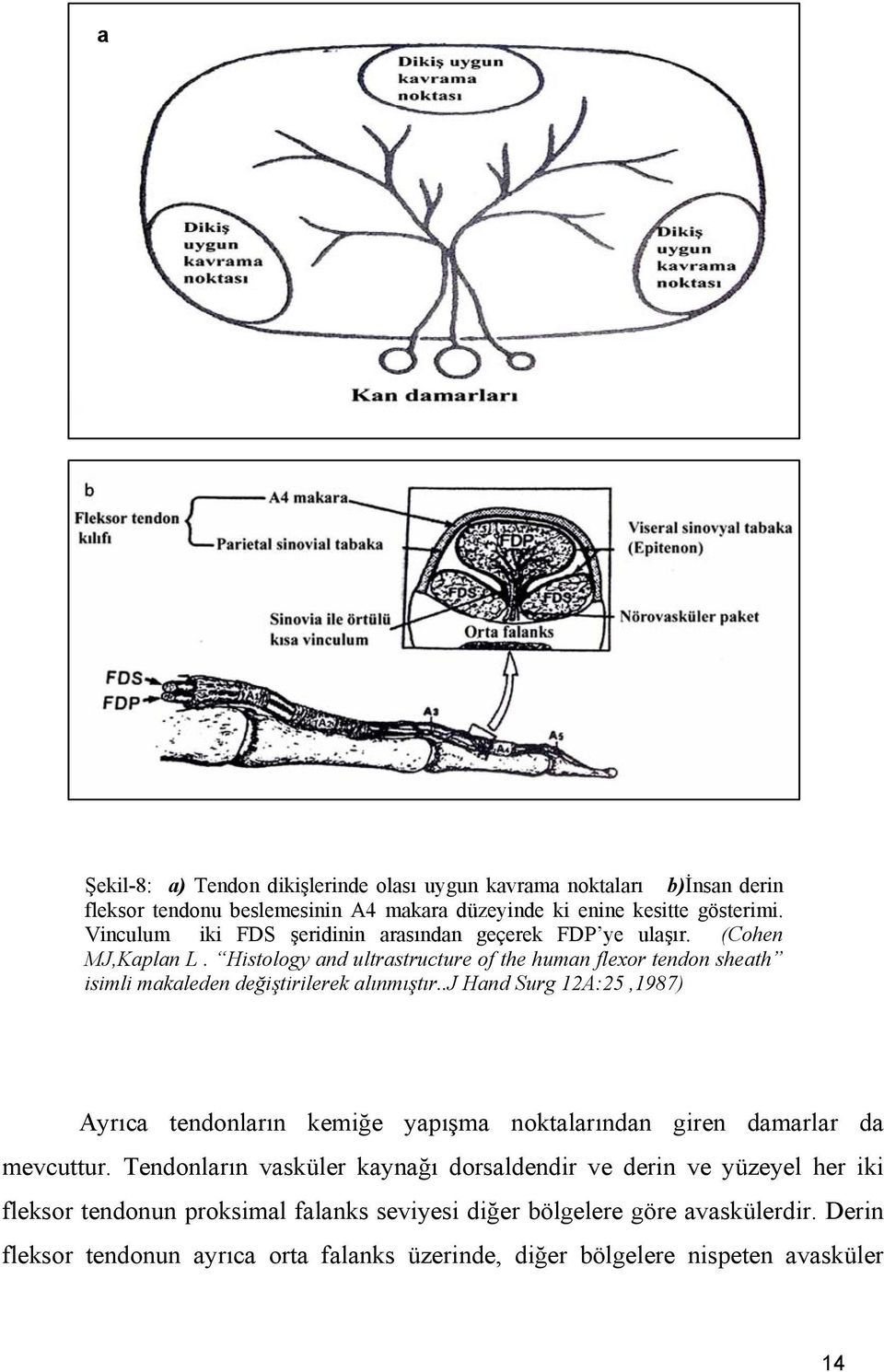 Histology and ultrastructure of the human flexor tendon sheath isimli makaleden değiştirilerek alınmıştır.