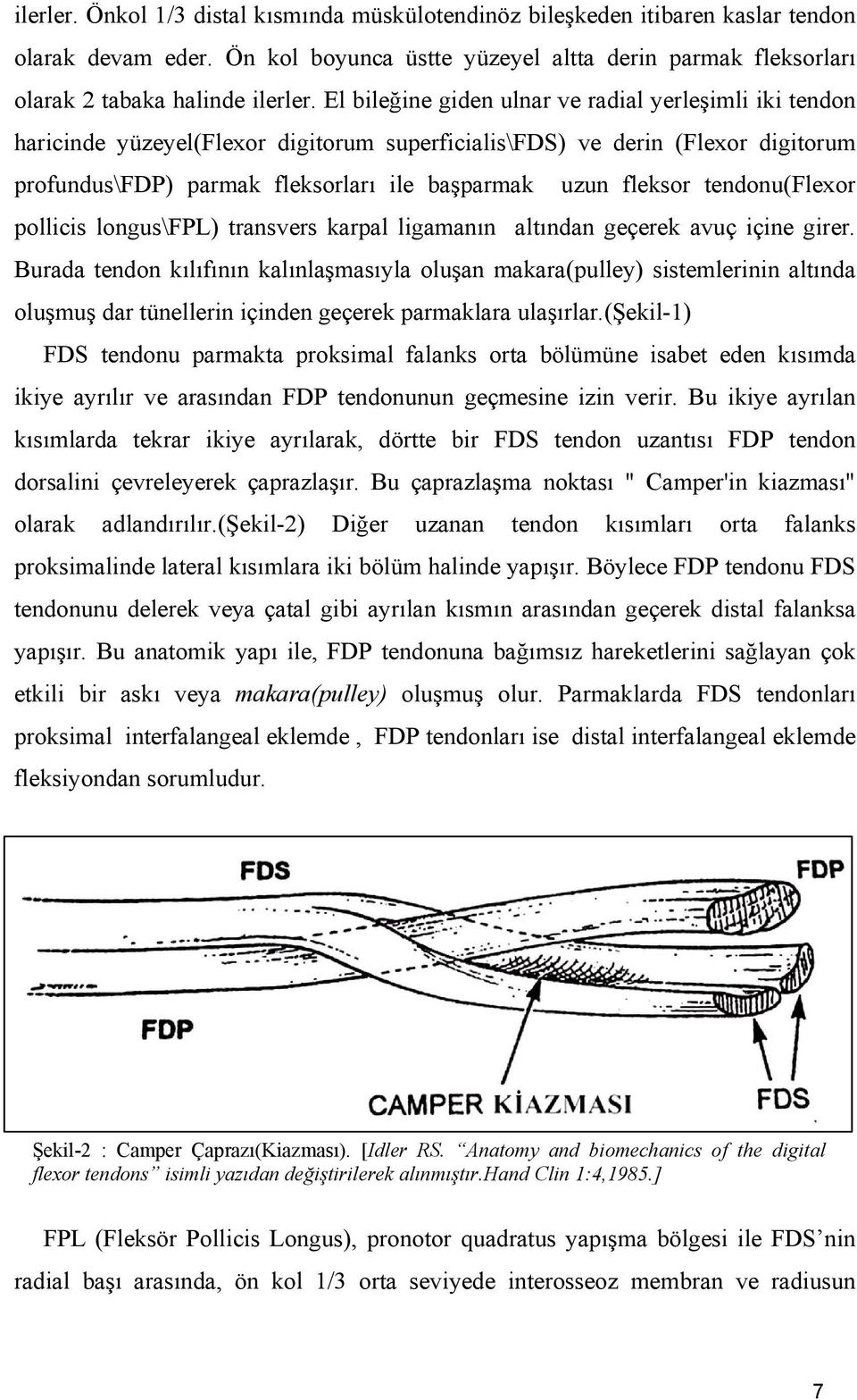 tendonu(flexor pollicis longus\fpl) transvers karpal ligamanın altından geçerek avuç içine girer.