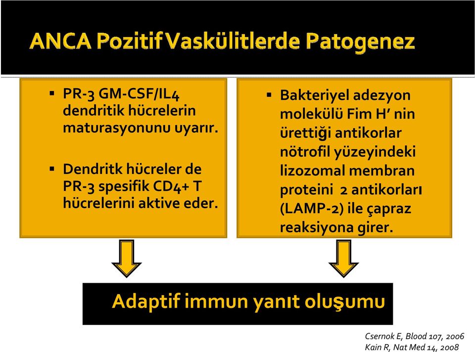 Bakteriyel adezyon molekülü Fim H nin ürettiği antikorlar nötrofil yüzeyindeki lizozomal