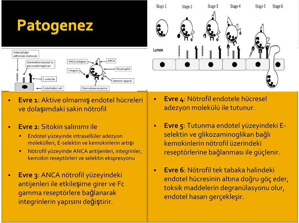 bağlanarak integrinlerin yapısını değiştirir. Evre 4: Nötrofil endotele hücresel adezyon molekülü ile tutunur.