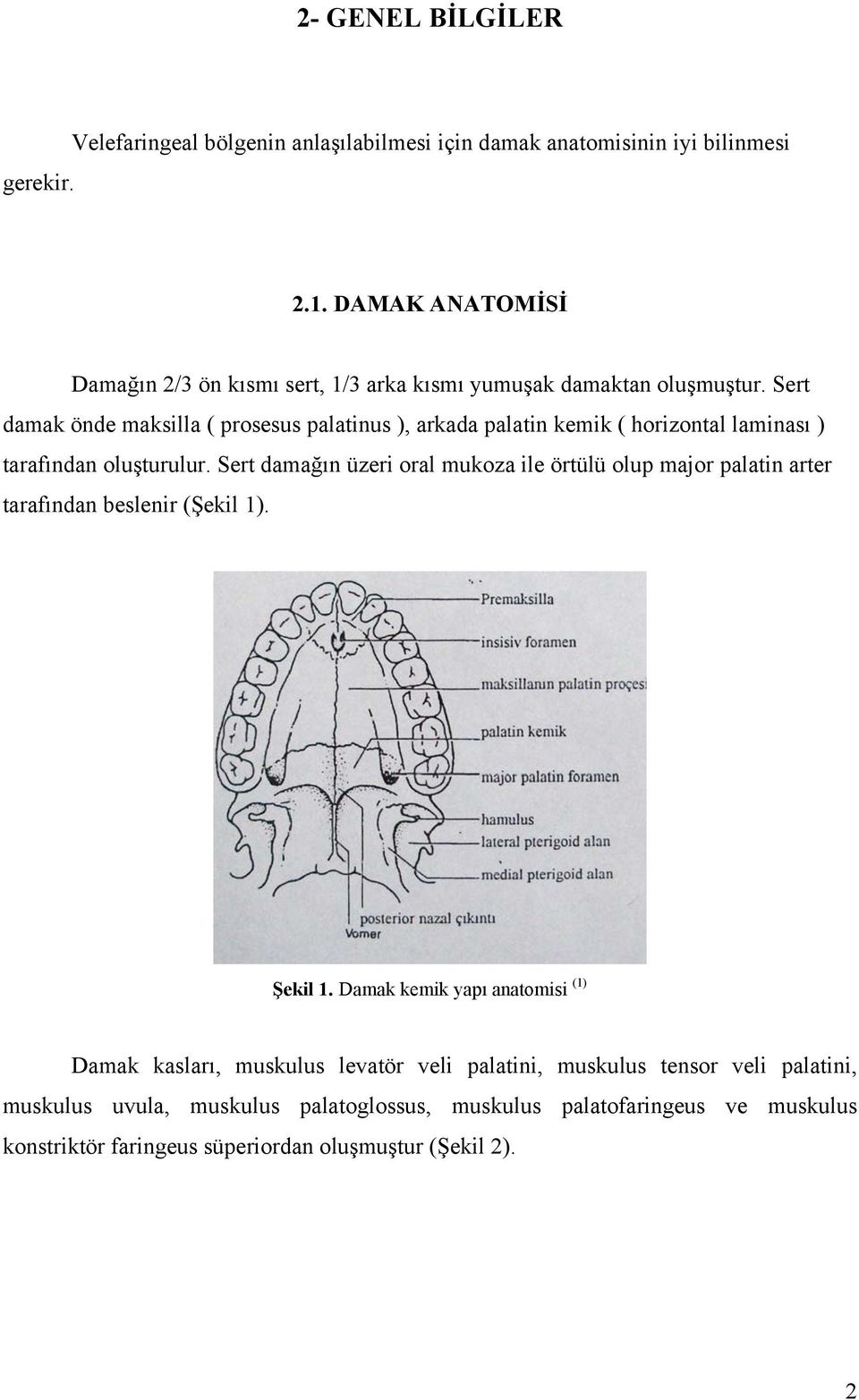 Sert damak önde maksilla ( prosesus palatinus ), arkada palatin kemik ( horizontal laminası ) tarafından oluşturulur.