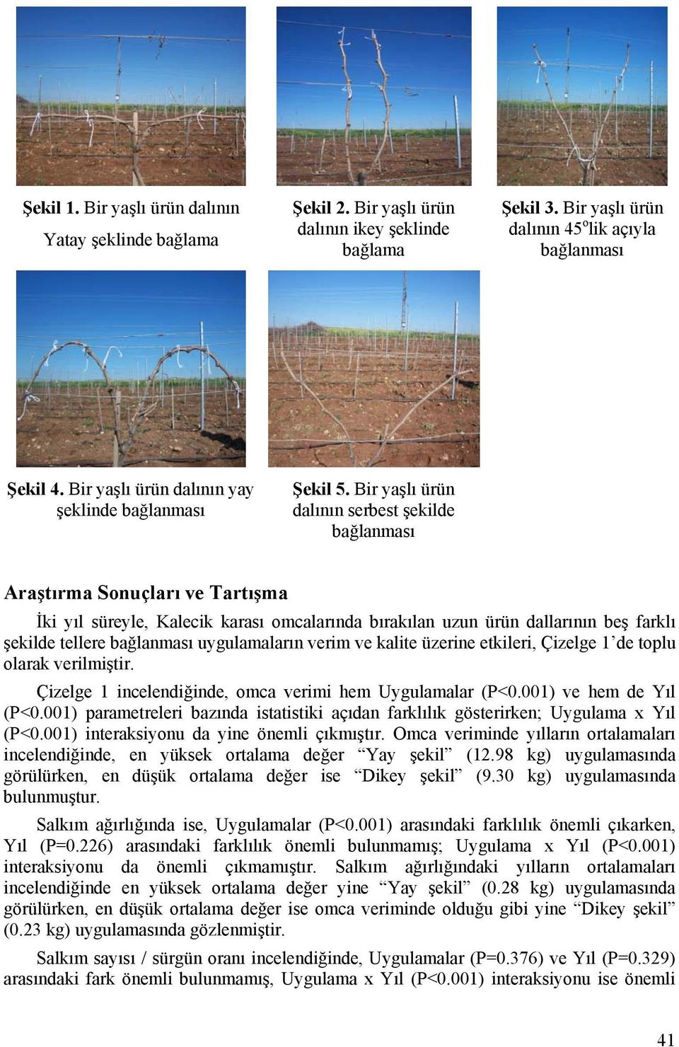 Bir yaşlı ürün dalının serbest şekilde bağlanması Araştırma Sonuçları ve Tartışma İki yıl süreyle, Kalecik karası omcalarında bırakılan uzun ürün dallarının beş farklı şekilde tellere bağlanması