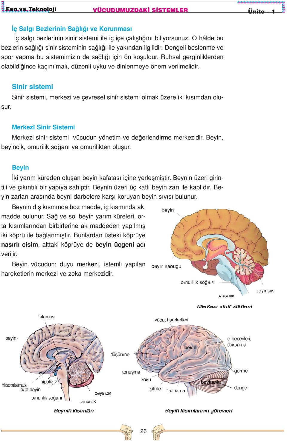 Ruhsal gerginliklerden olabildi ince kaç n lmal, düzenli uyku ve dinlenmeye önem verilmelidir. Sinir sistemi Sinir sistemi, merkezi ve çevresel sinir sistemi olmak üzere iki k s mdan oluﬂur.