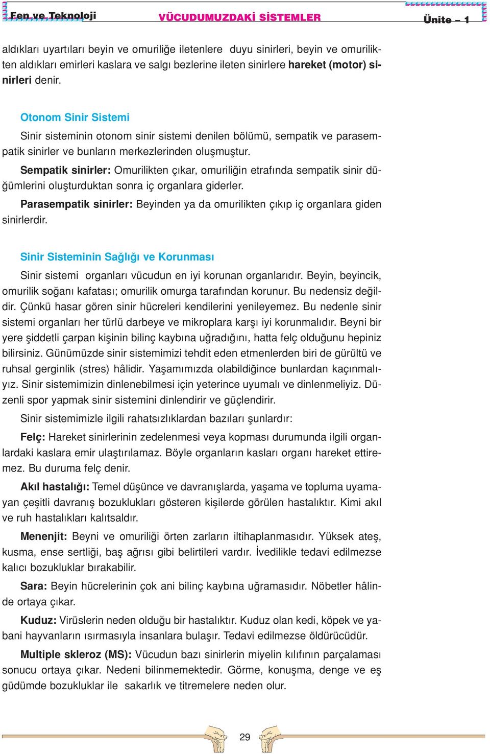 Sempatik sinirler: Omurilikten ç kar, omurili in etraf nda sempatik sinir dü- ümlerini oluflturduktan sonra iç organlara giderler.