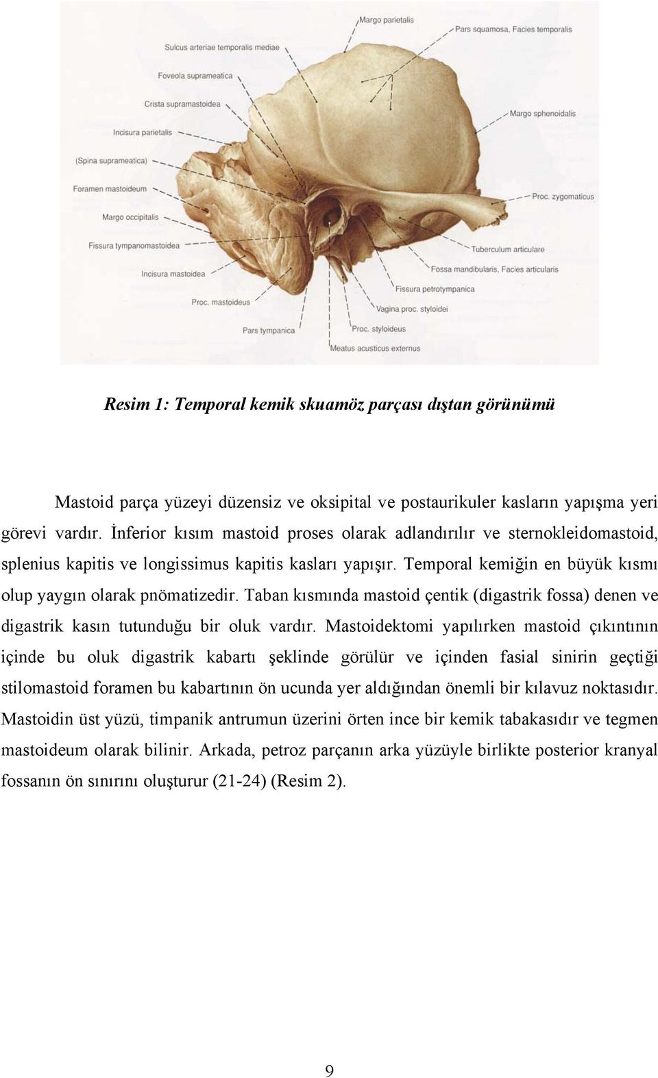 Taban kısmında mastoid çentik (digastrik fossa) denen ve digastrik kasın tutunduğu bir oluk vardır.