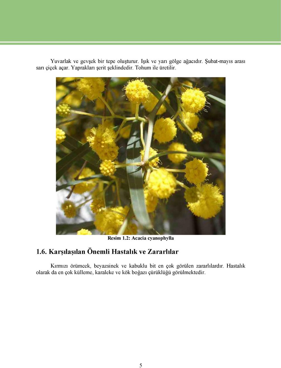2: Acacia cyanophylla 1.6.