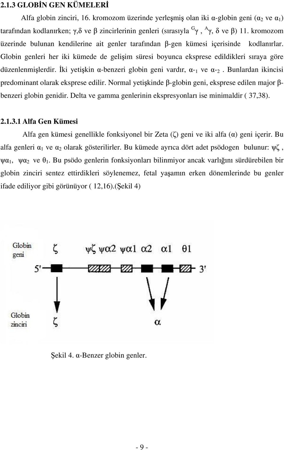 Globin genleri her iki kümede de geli im süresi boyunca eksprese edildikleri s raya göre düzenlenmi lerdir. ki yeti kin -benzeri globin geni vard r, - 1 ve - 2.