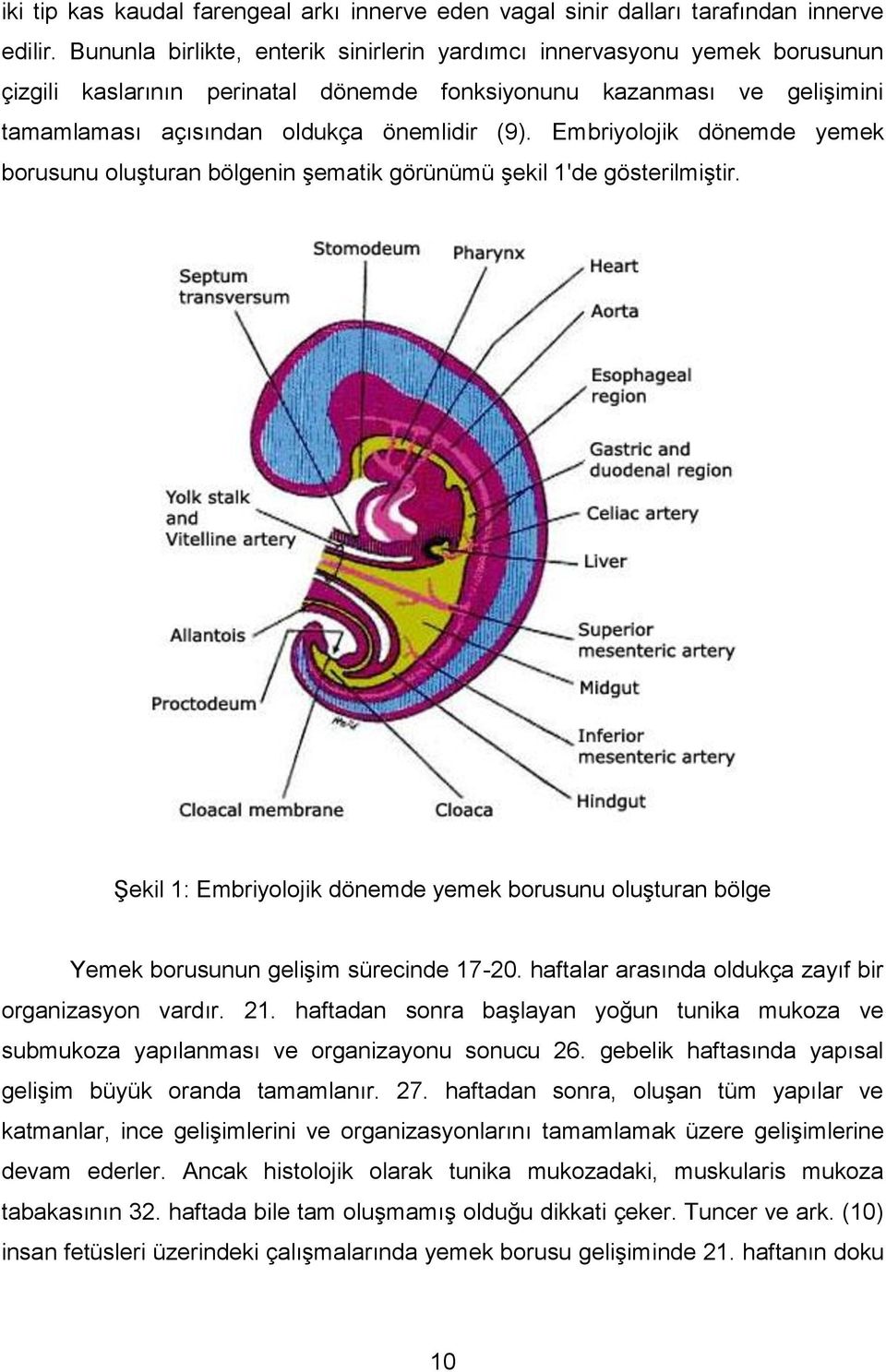 Embriyolojik dönemde yemek borusunu oluģturan bölgenin Ģematik görünümü Ģekil 1'de gösterilmiģtir. ġekil 1: Embriyolojik dönemde yemek borusunu oluģturan bölge Yemek borusunun geliģim sürecinde 17-20.