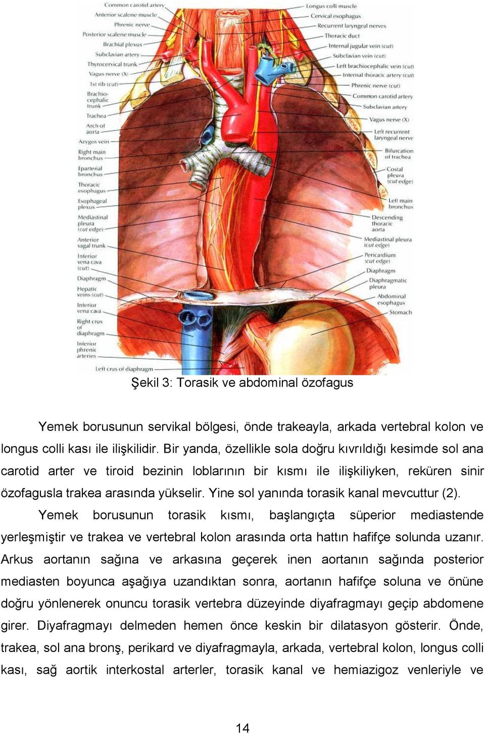 Yine sol yanında torasik kanal mevcuttur (2). Yemek borusunun torasik kısmı, baģlangıçta süperior mediastende yerleģmiģtir ve trakea ve vertebral kolon arasında orta hattın hafifçe solunda uzanır.