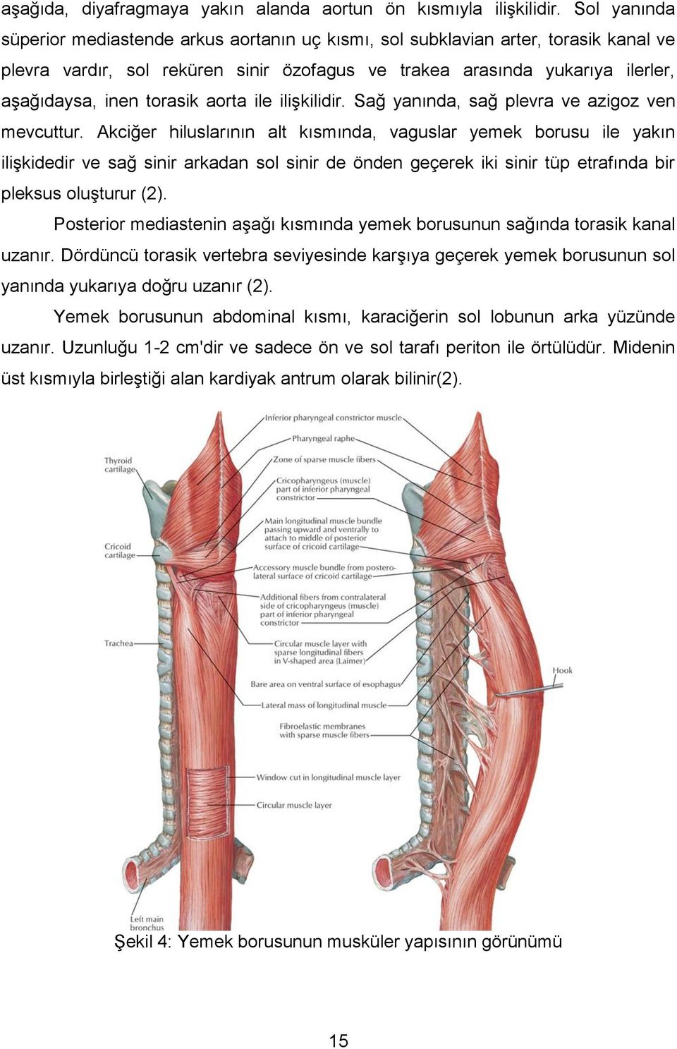 torasik aorta ile iliģkilidir. Sağ yanında, sağ plevra ve azigoz ven mevcuttur.