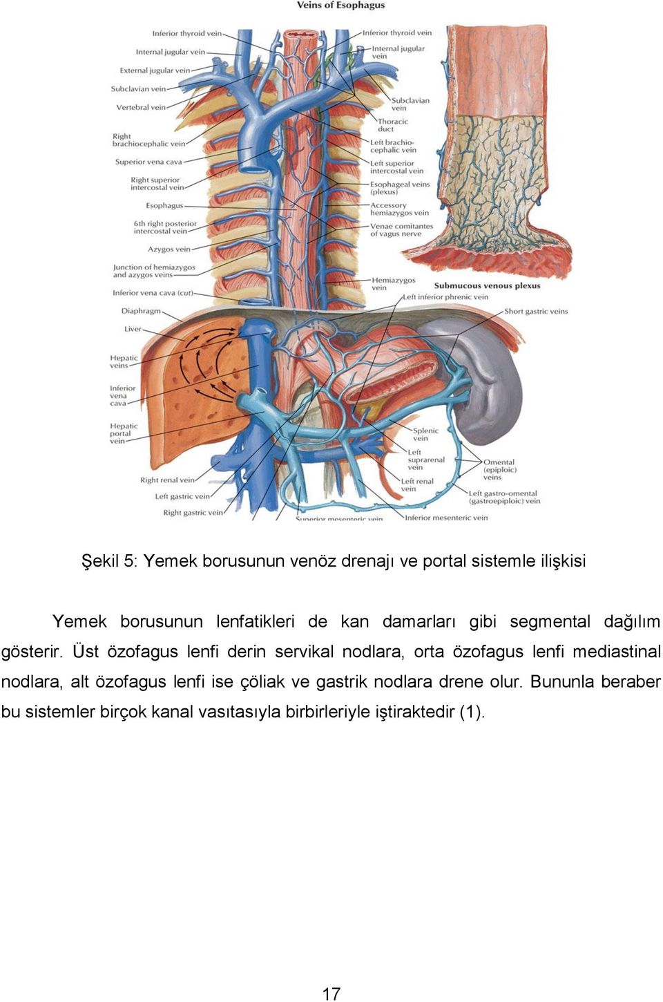 Üst özofagus lenfi derin servikal nodlara, orta özofagus lenfi mediastinal nodlara, alt