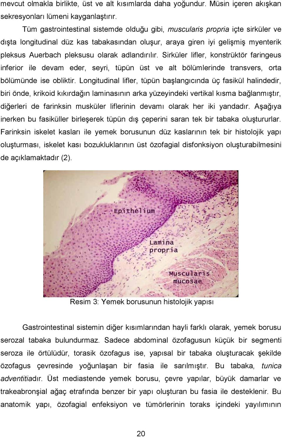 adlandırılır. Sirküler lifler, konstrüktör faringeus inferior ile devam eder, seyri, tüpün üst ve alt bölümlerinde transvers, orta bölümünde ise obliktir.