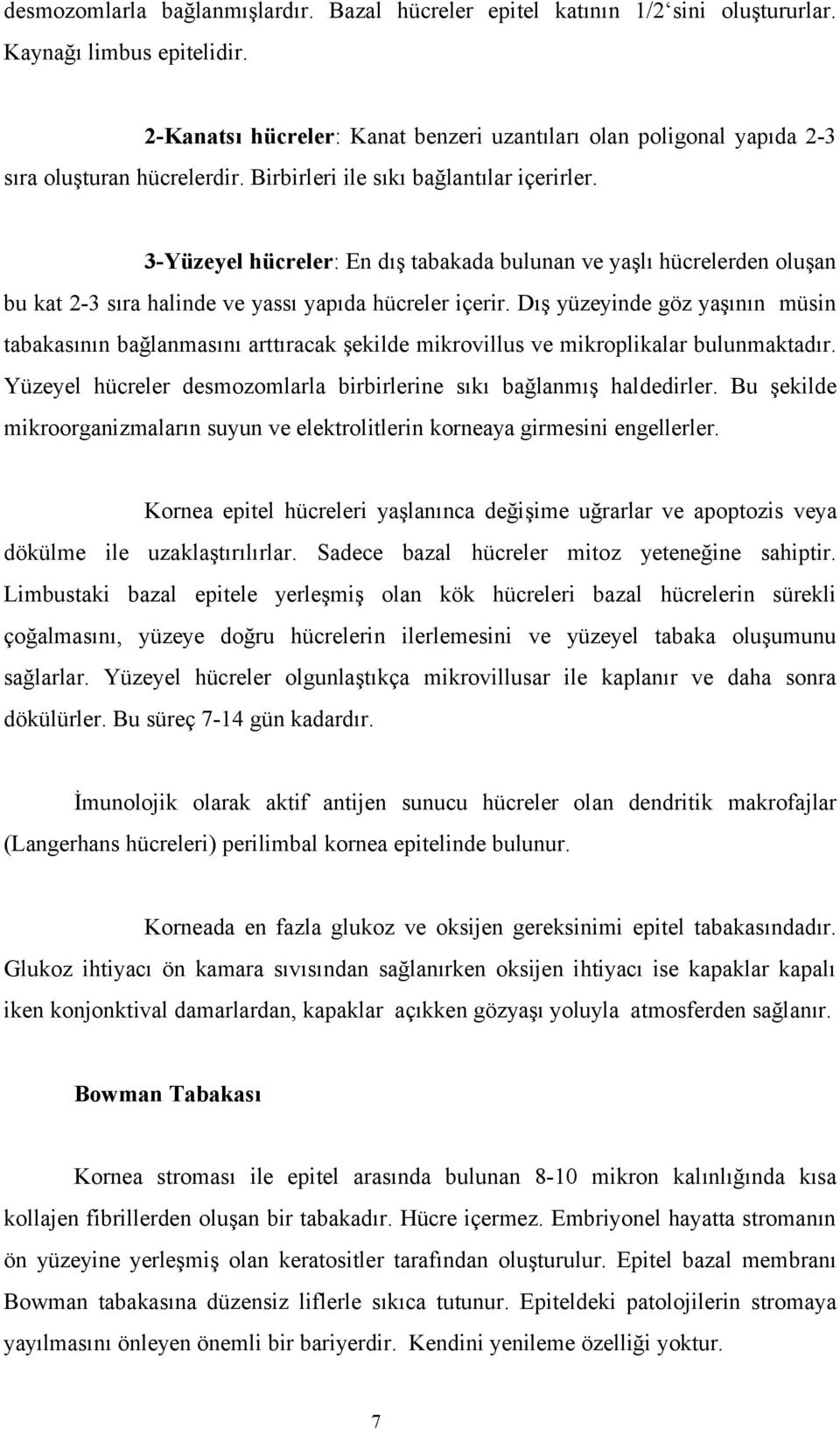 3-Yüzeyel hücreler: En dış tabakada bulunan ve yaşlı hücrelerden oluşan bu kat 2-3 sıra halinde ve yassı yapıda hücreler içerir.