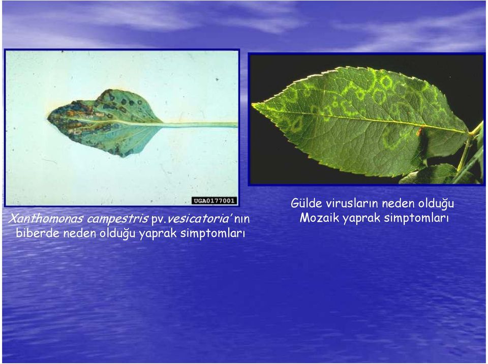 olduğu yaprak simptomları Gülde