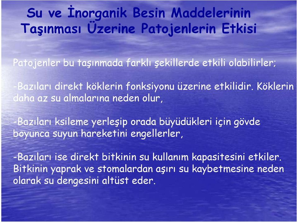 Köklerin daha az su almalarına neden olur, -Bazıları ksileme yerleşip orada büyüdükleri için gövde boyunca suyun