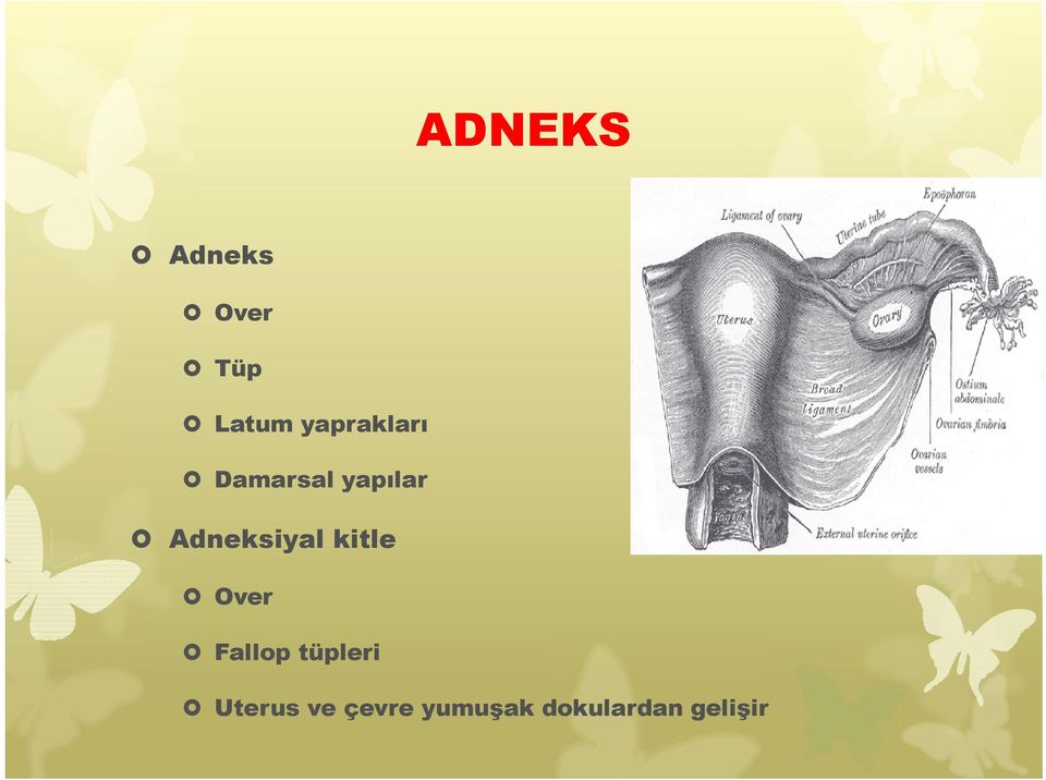 Adneksiyal kitle Over Fallop