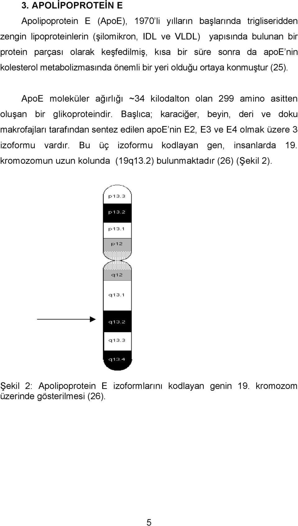 ApoE moleküler ağırlığı ~34 kilodalton olan 299 amino asitten oluşan bir glikoproteindir.