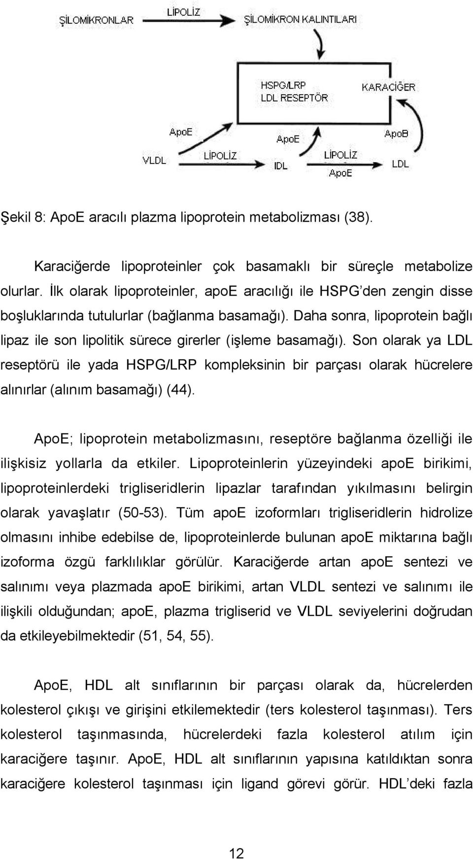 Daha sonra, lipoprotein bağlı lipaz ile son lipolitik sürece girerler (işleme basamağı).