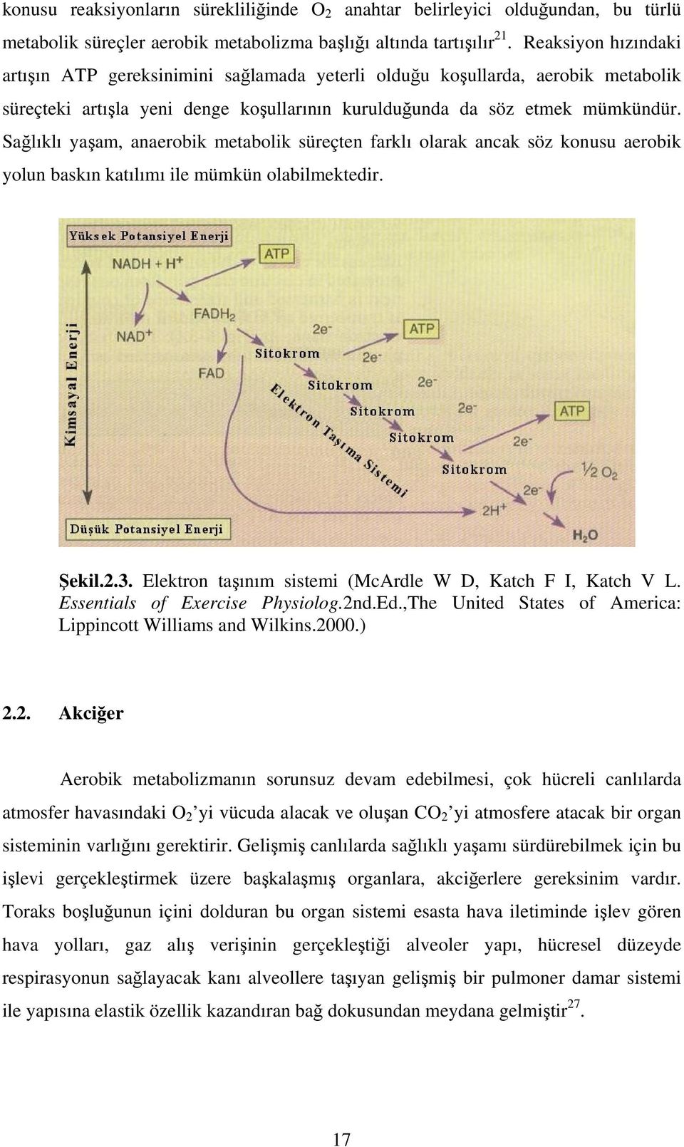 Sağlıklı yaşam, anaerobik metabolik süreçten farklı olarak ancak söz konusu aerobik yolun baskın katılımı ile mümkün olabilmektedir. Şekil.2.3.