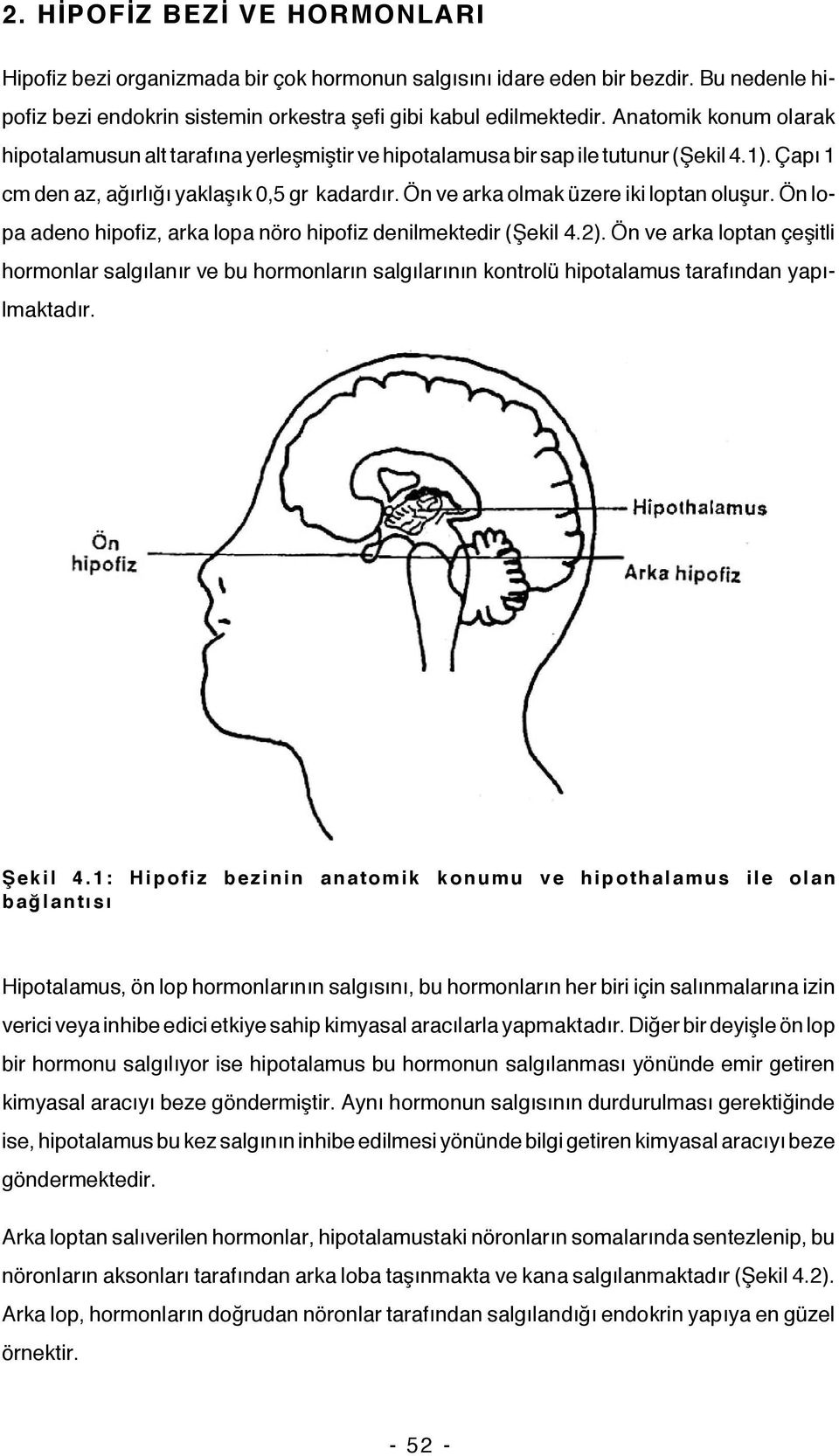 Ön ve arka olmak üzere iki loptan oluşur. Ön lopa adeno hipofiz, arka lopa nöro hipofiz denilmektedir (Şekil 4.2).
