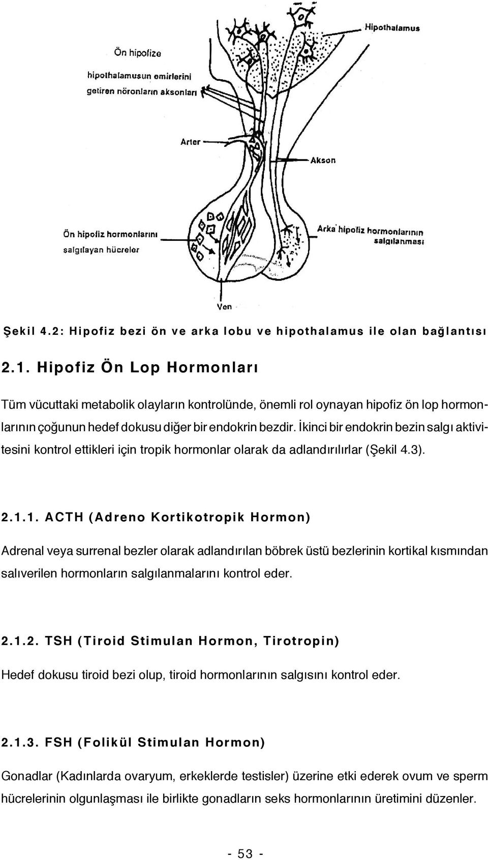 İkinci bir endokrin bezin salgı aktivitesini kontrol ettikleri için tropik hormonlar olarak da adlandırılırlar (Şekil 4.3). 2.1.