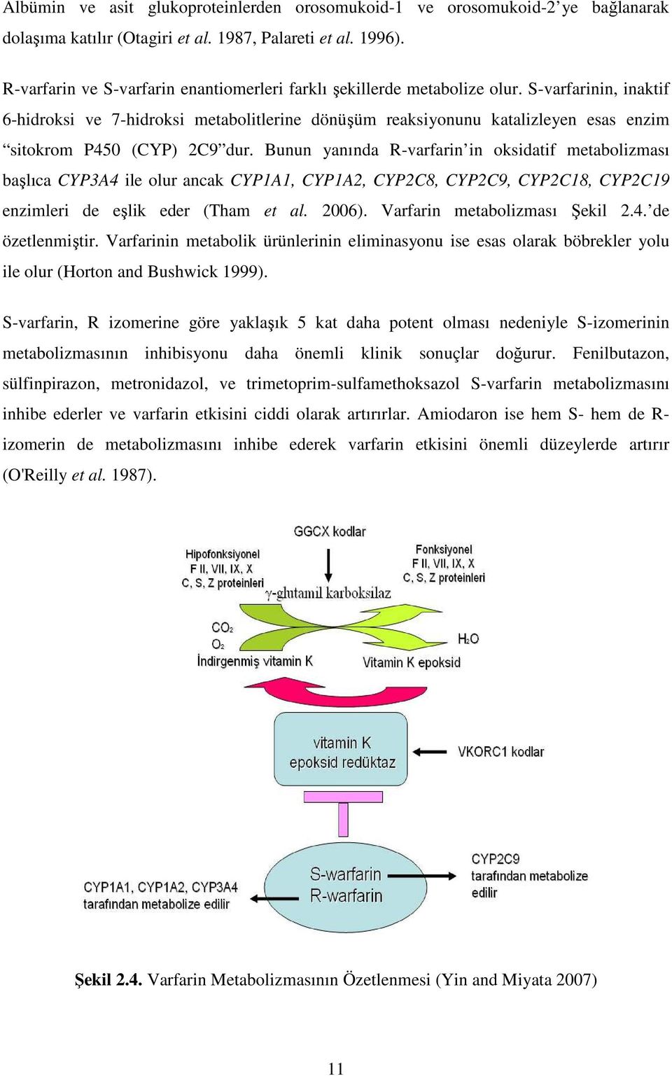 S-varfarinin, inaktif 6-hidroksi ve 7-hidroksi metabolitlerine dönüşüm reaksiyonunu katalizleyen esas enzim sitokrom P450 (CYP) 2C9 dur.