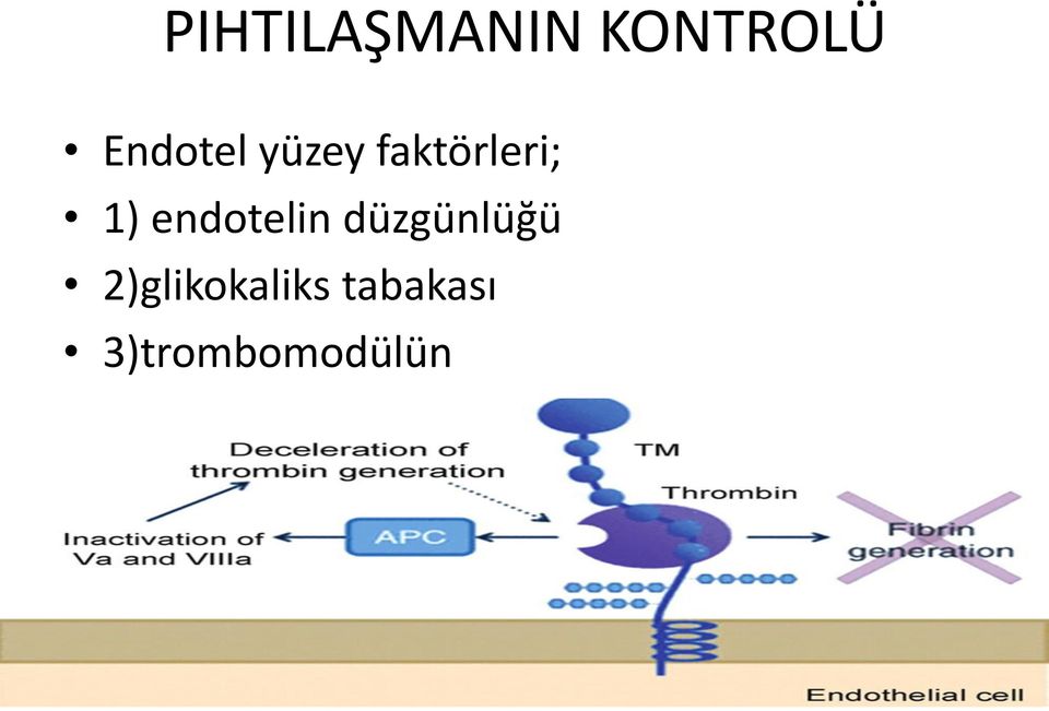 1) endotelin düzgü lüğü