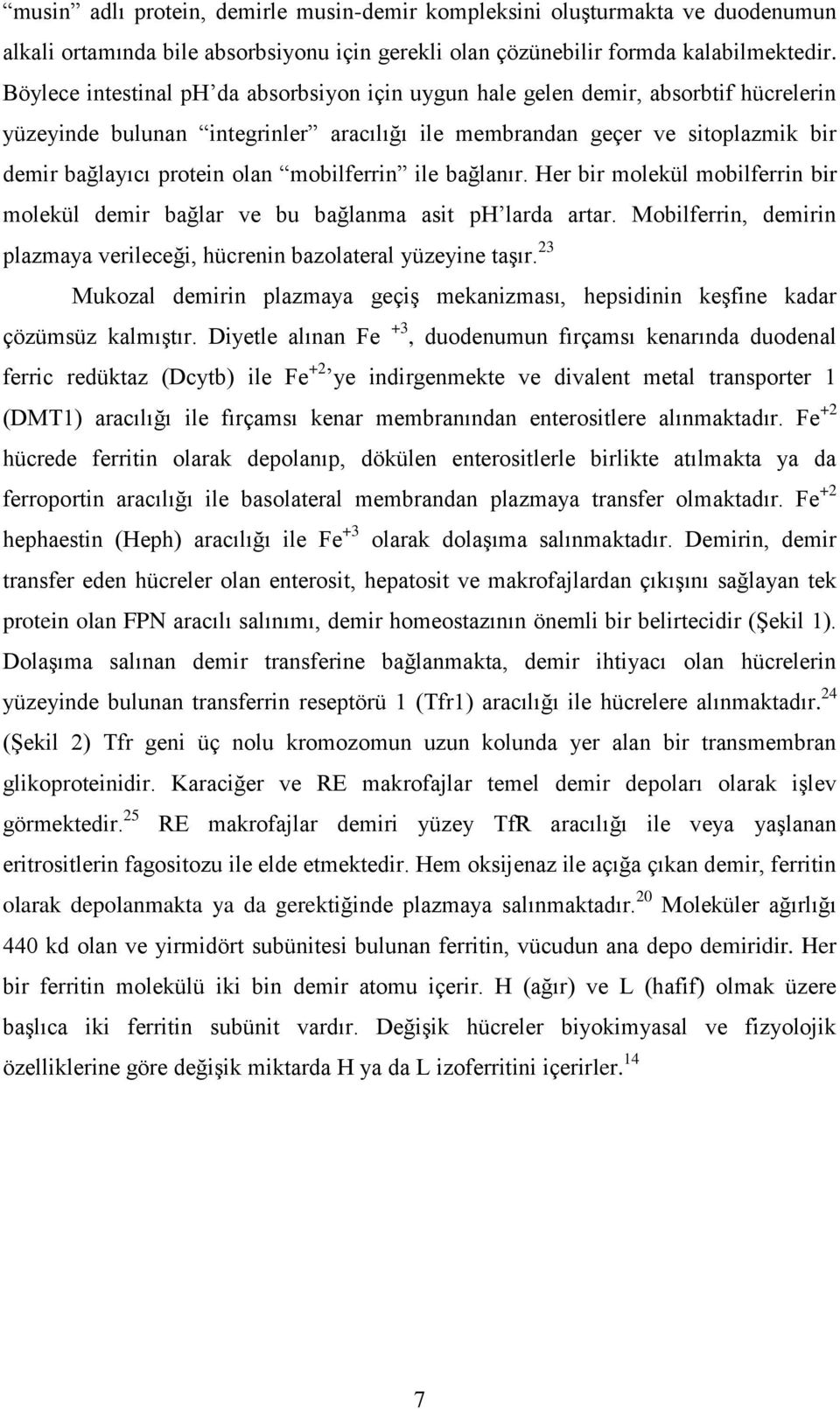 mobilferrin ile bağlanır. Her bir molekül mobilferrin bir molekül demir bağlar ve bu bağlanma asit ph larda artar. Mobilferrin, demirin plazmaya verileceği, hücrenin bazolateral yüzeyine taģır.