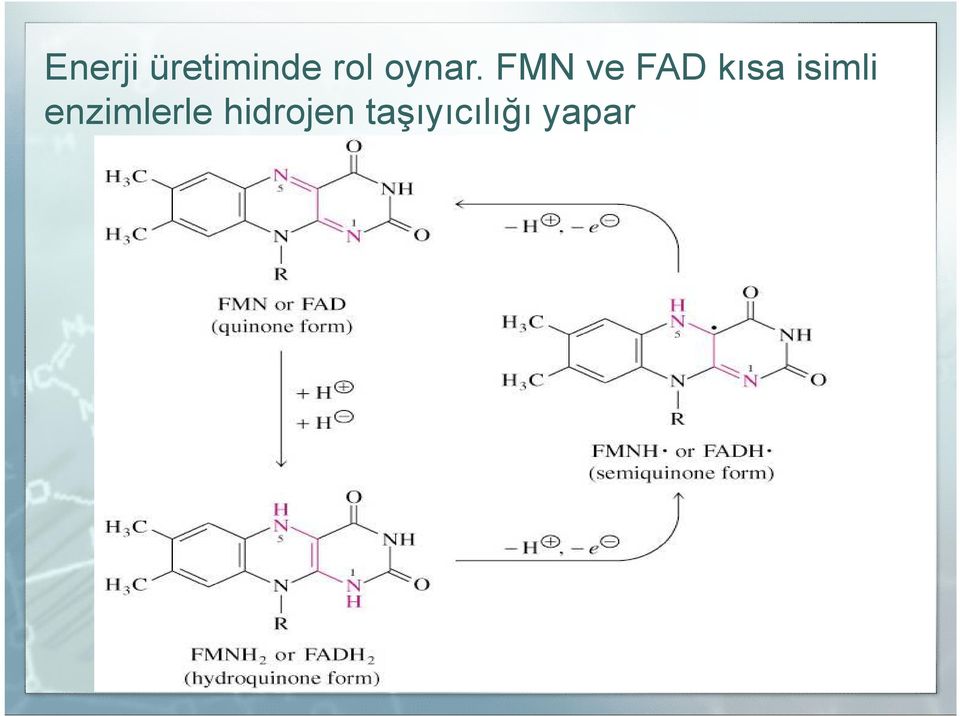 FMN ve FAD kısa isimli