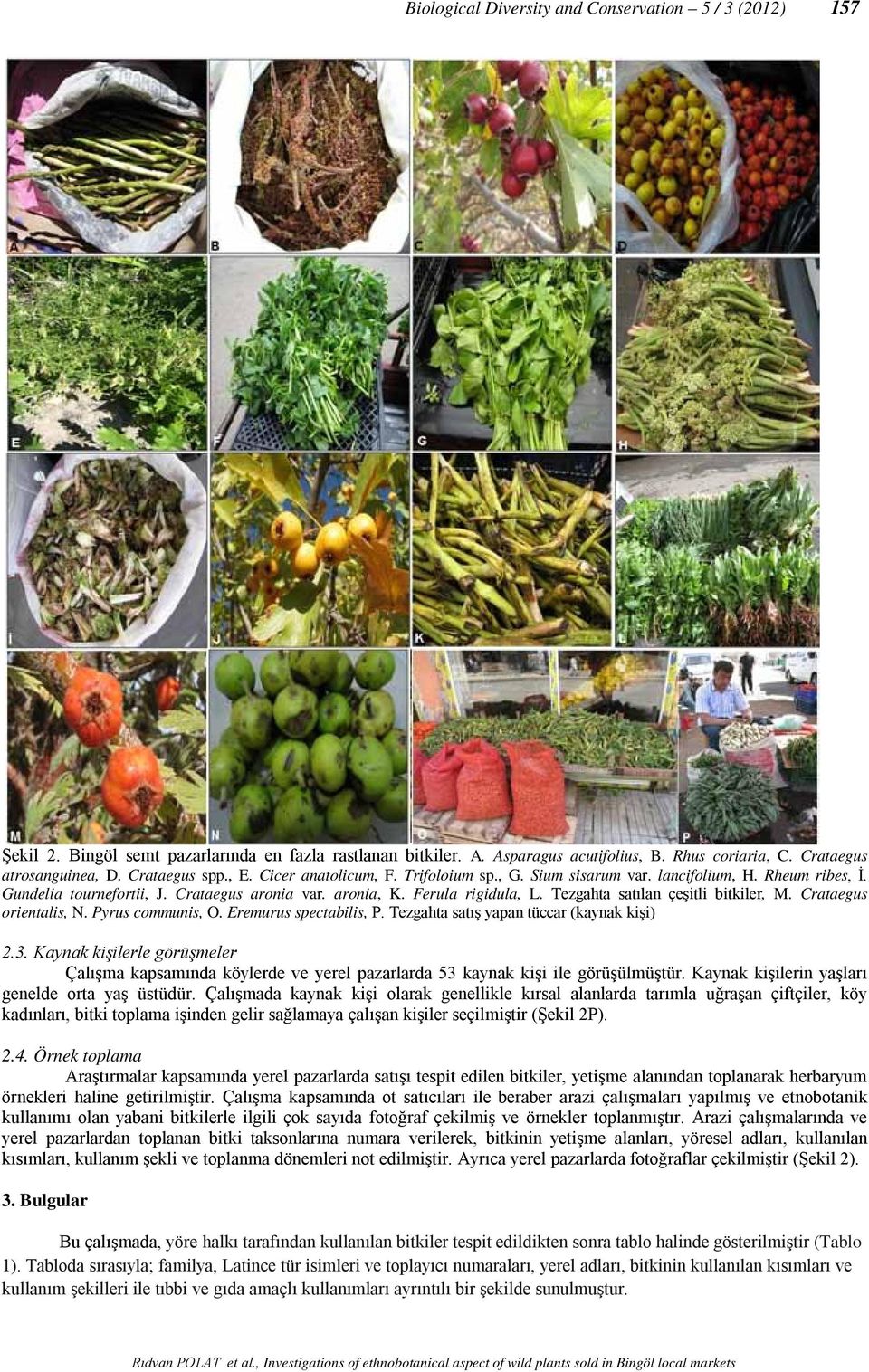 Tezgahta satılan çeşitli bitkiler, M. Crataegus orientalis, N. Pyrus communis, O. Eremurus spectabilis, P. Tezgahta satış yapan tüccar (kaynak kişi) 2.3.