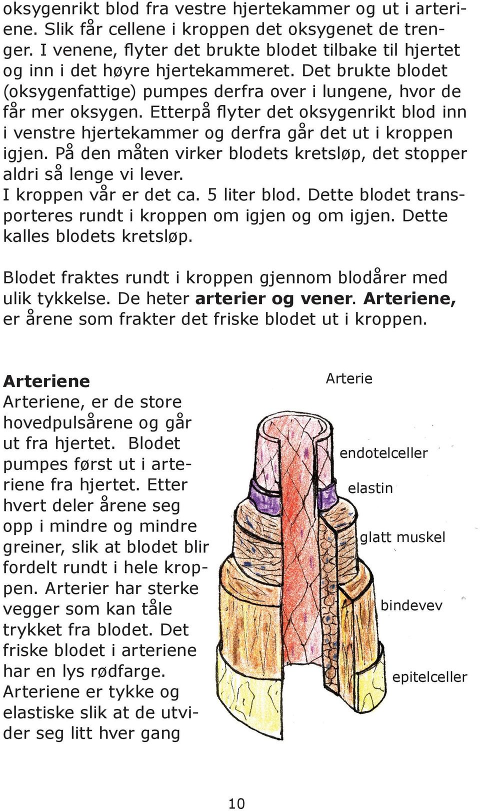 Etterpå flyter det oksygenrikt blod inn i venstre hjertekammer og derfra går det ut i kroppen igjen. På den måten virker blodets kretsløp, det stopper aldri så lenge vi lever. I kroppen vår er det ca.