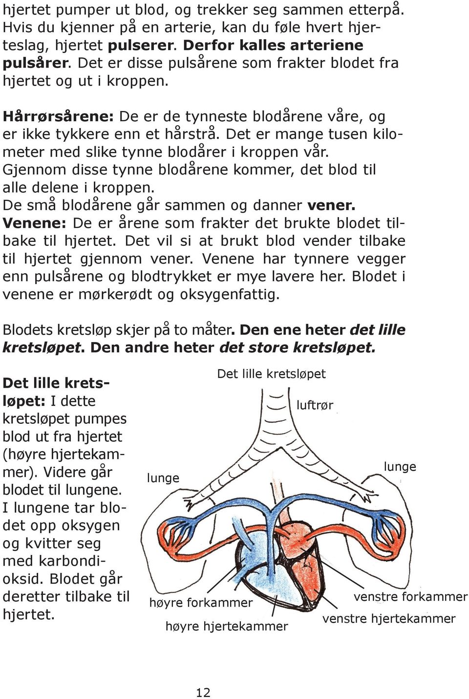 Det er mange tusen kilometer med slike tynne blodårer i kroppen vår. Gjennom disse tynne blodårene kommer, det blod til alle delene i kroppen. De små blodårene går sammen og danner vener.