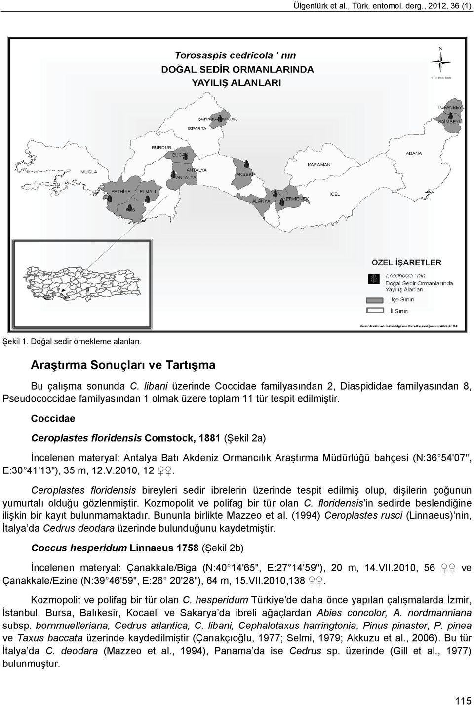 Coccidae Ceroplastes floridensis Comstock, 1881 (Şekil 2a) İncelenen materyal: Antalya Batı Akdeniz Ormancılık Araştırma Müdürlüğü bahçesi (N:36 54'07", E:30 41'13"), 35 m, 12.V.2010, 12.