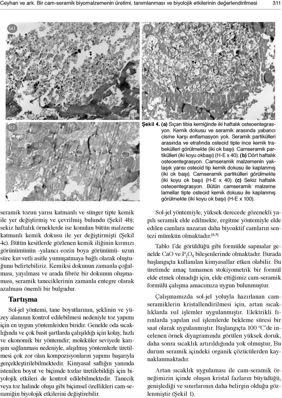 bulundu (Şekil 4b); sekiz haftalık örneklerde ise konulan bütün malzeme katmanlı kemik dokusu ile yer değiştirmişti (Şekil 4c).