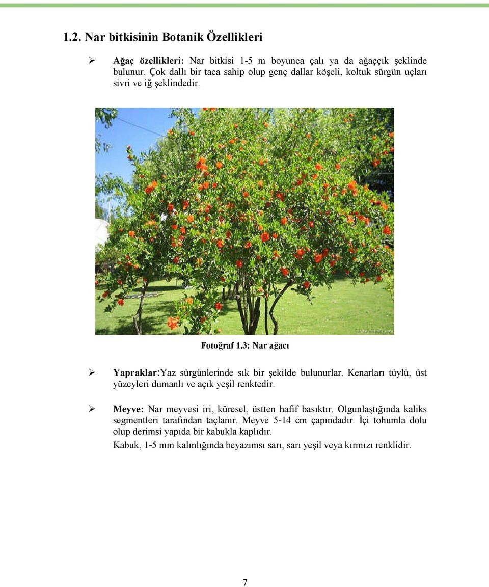 3: Nar ağacı Yapraklar:Yaz sürgünlerinde sık bir şekilde bulunurlar. Kenarları tüylü, üst yüzeyleri dumanlı ve açık yeşil renktedir.
