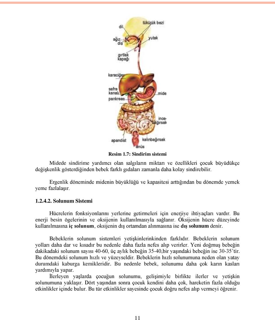 Bu enerji besin ögelerinin ve oksijenin kullanılmasıyla sağlanır. Oksijenin hücre düzeyinde kullanılmasına iç solunum, oksijenin dıģ ortamdan alınmasına ise dıģ solunum denir.