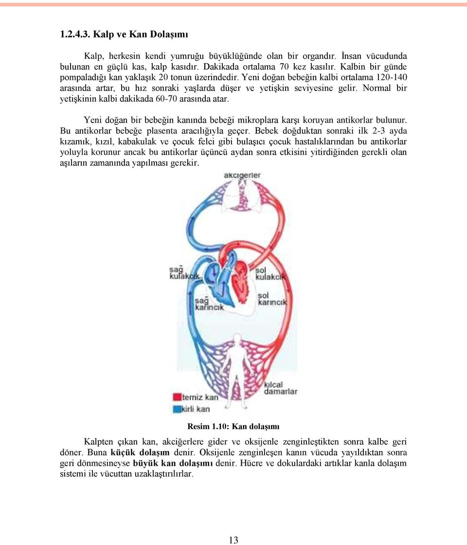 Normal bir yetiģkinin kalbi dakikada 60-70 arasında atar. Yeni doğan bir bebeğin kanında bebeği mikroplara karģı koruyan antikorlar bulunur. Bu antikorlar bebeğe plasenta aracılığıyla geçer.