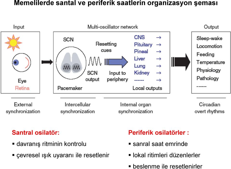 ışık uyaranı ile resetlenir Periferik osilatörler : sanral