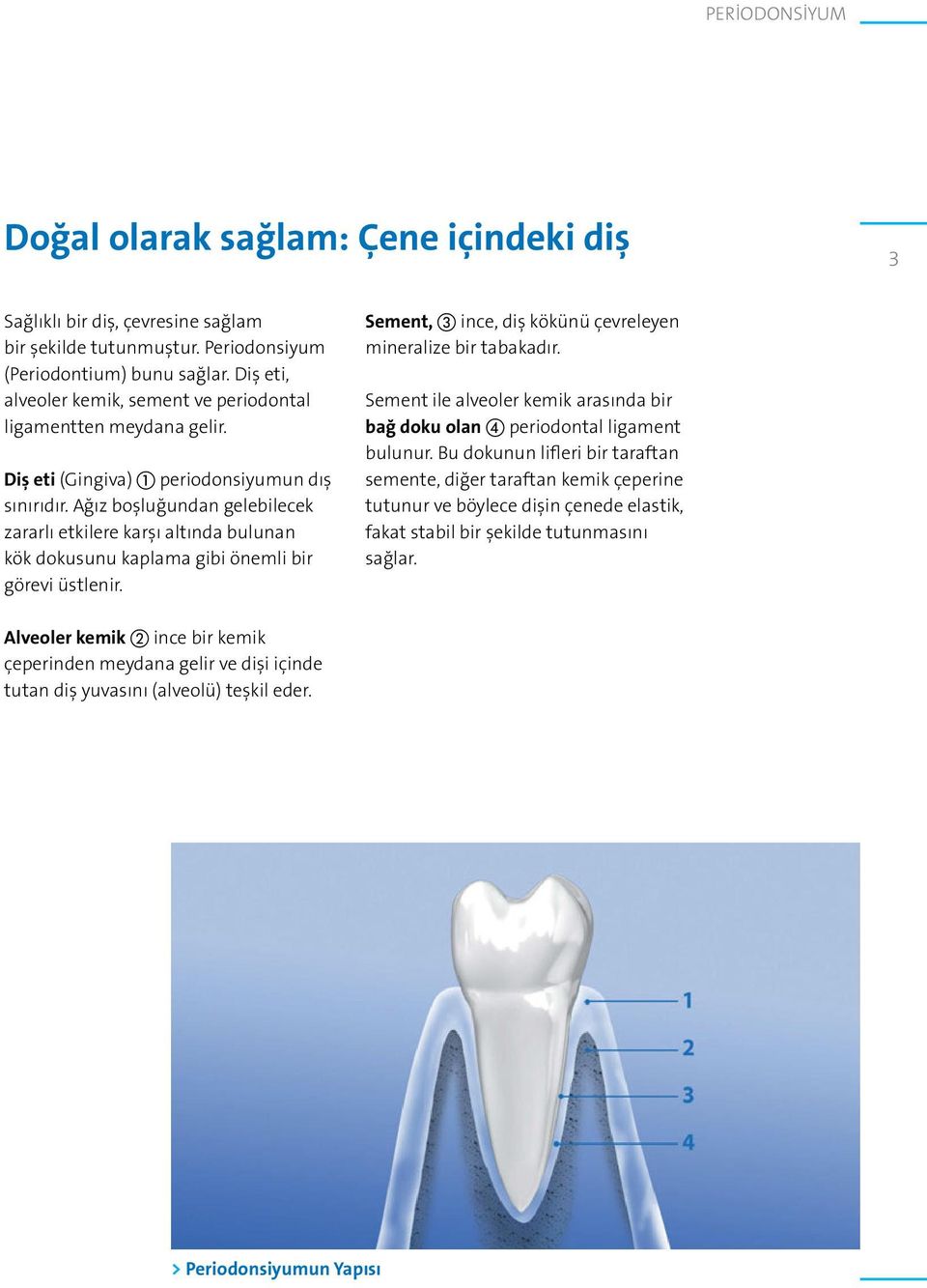 Ağız boşluğundan gelebilecek zararlı etkilere karşı altında bulunan kök dokusunu kaplama gibi önemli bir görevi üstlenir. Sement, c ince, diş kökünü çevreleyen mineralize bir tabakadır.