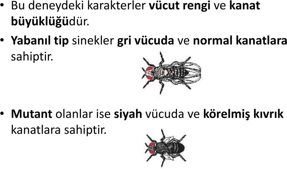 Yabanıl tip sinekler gri vücuda ve normal