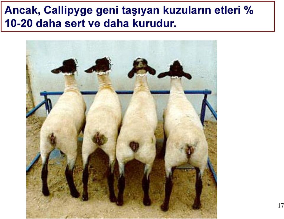 kuzuların etleri %