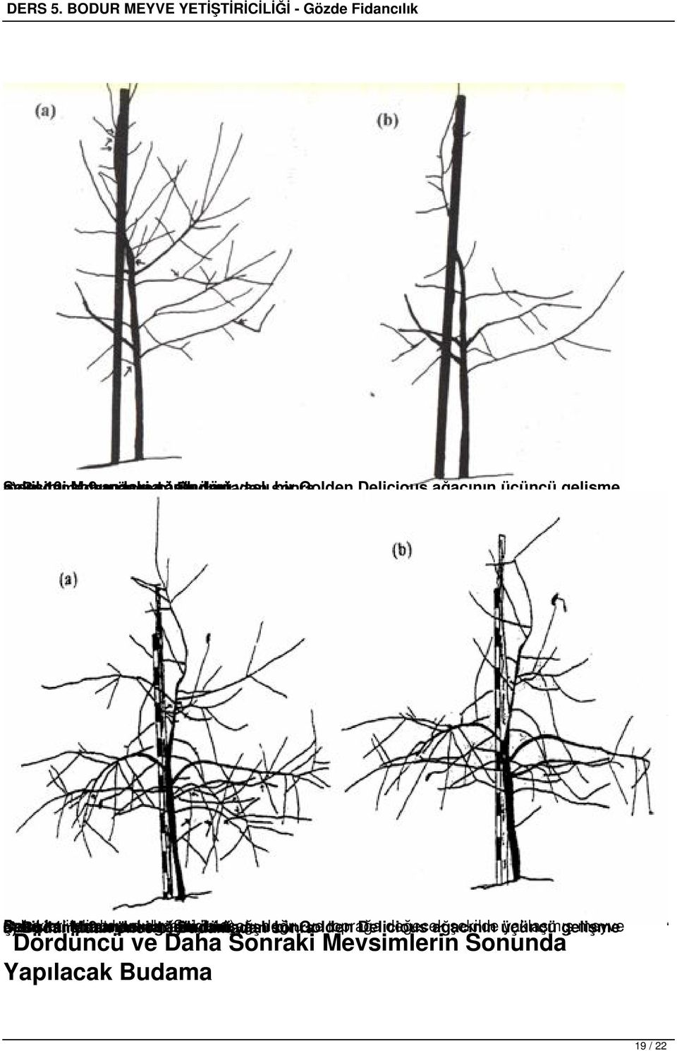 dalcıkları Şekil mevsimi a) Budamadan 11.