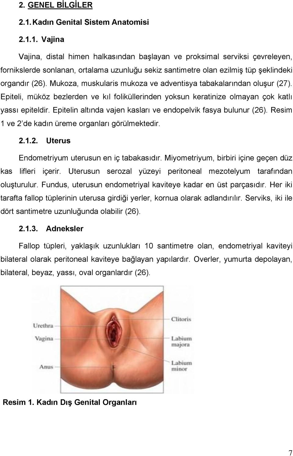 1. Vajina Vajina, distal himen halkasından baģlayan ve proksimal serviksi çevreleyen, fornikslerde sonlanan, ortalama uzunluğu sekiz santimetre olan ezilmiģ tüp Ģeklindeki organdır (26).