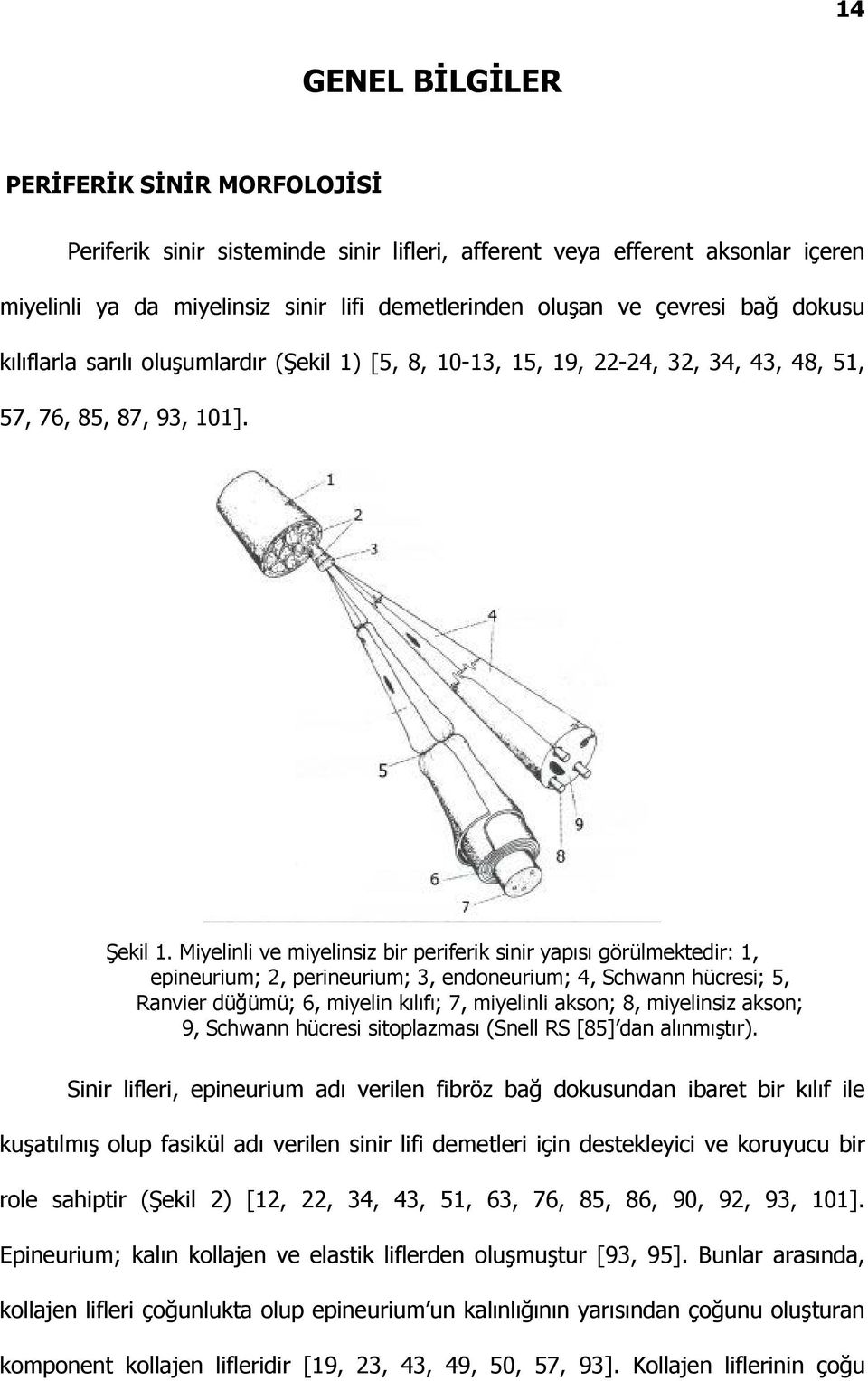 Miyelinli ve miyelinsiz bir periferik sinir yapısı görülmektedir: 1, epineurium; 2, perineurium; 3, endoneurium; 4, Schwann hücresi; 5, Ranvier düğümü; 6, miyelin kılıfı; 7, miyelinli akson; 8,