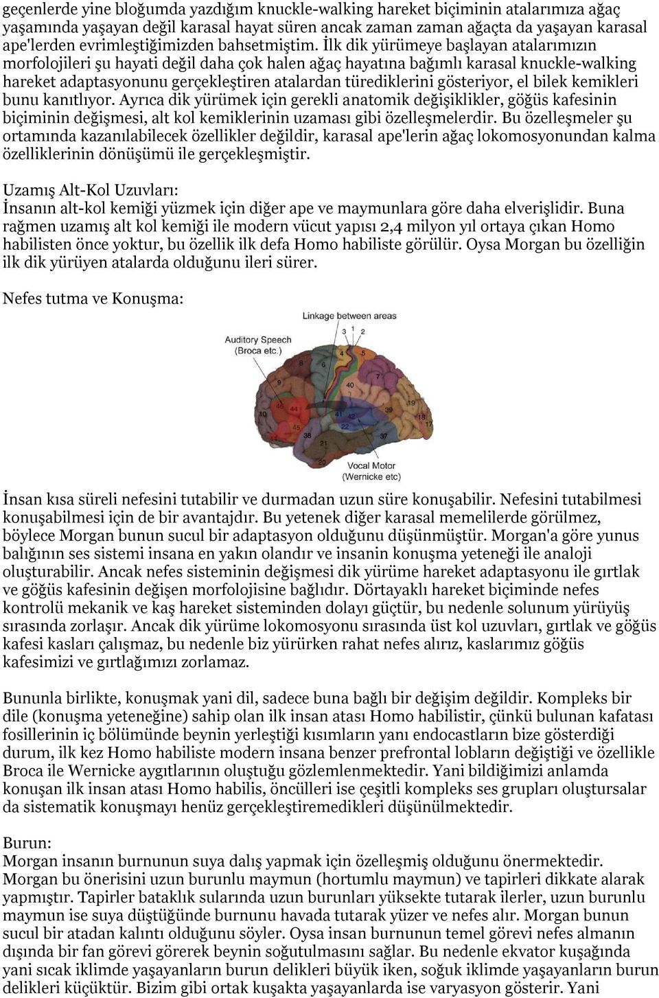 İlk dik yürümeye başlayan atalarımızın morfolojileri şu hayati değil daha çok halen ağaç hayatına bağımlı karasal knuckle-walking hareket adaptasyonunu gerçekleştiren atalardan türediklerini