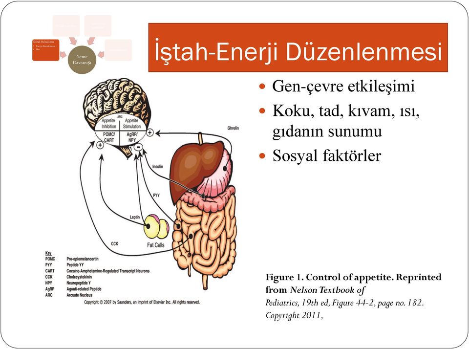 kıvam, ısı, gıdanın sunumu Sosyal faktörler Figure 1. Control of appetite.